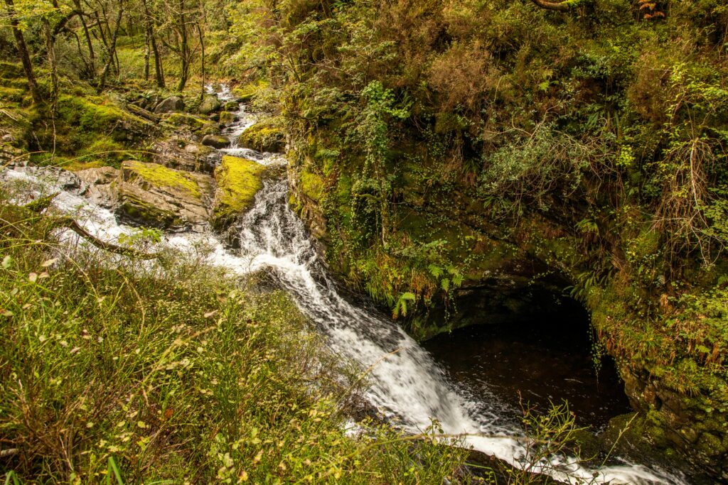 LIFE Celtic Rainforests Conference: Celebrating Success, Shaping the Future of Wales’ Celtic Rainforests