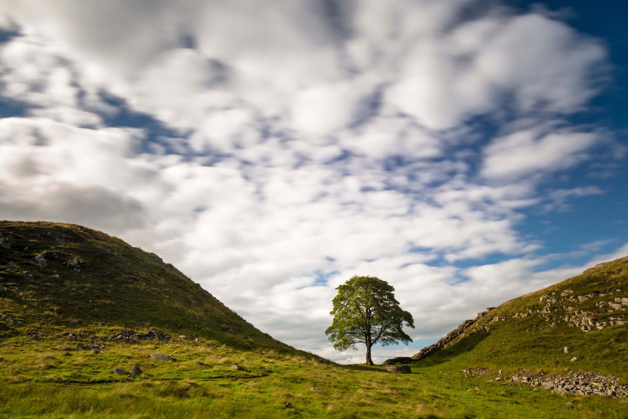 Sycamore Gap legacy to grow in Eryri at Yr Ysgwrn