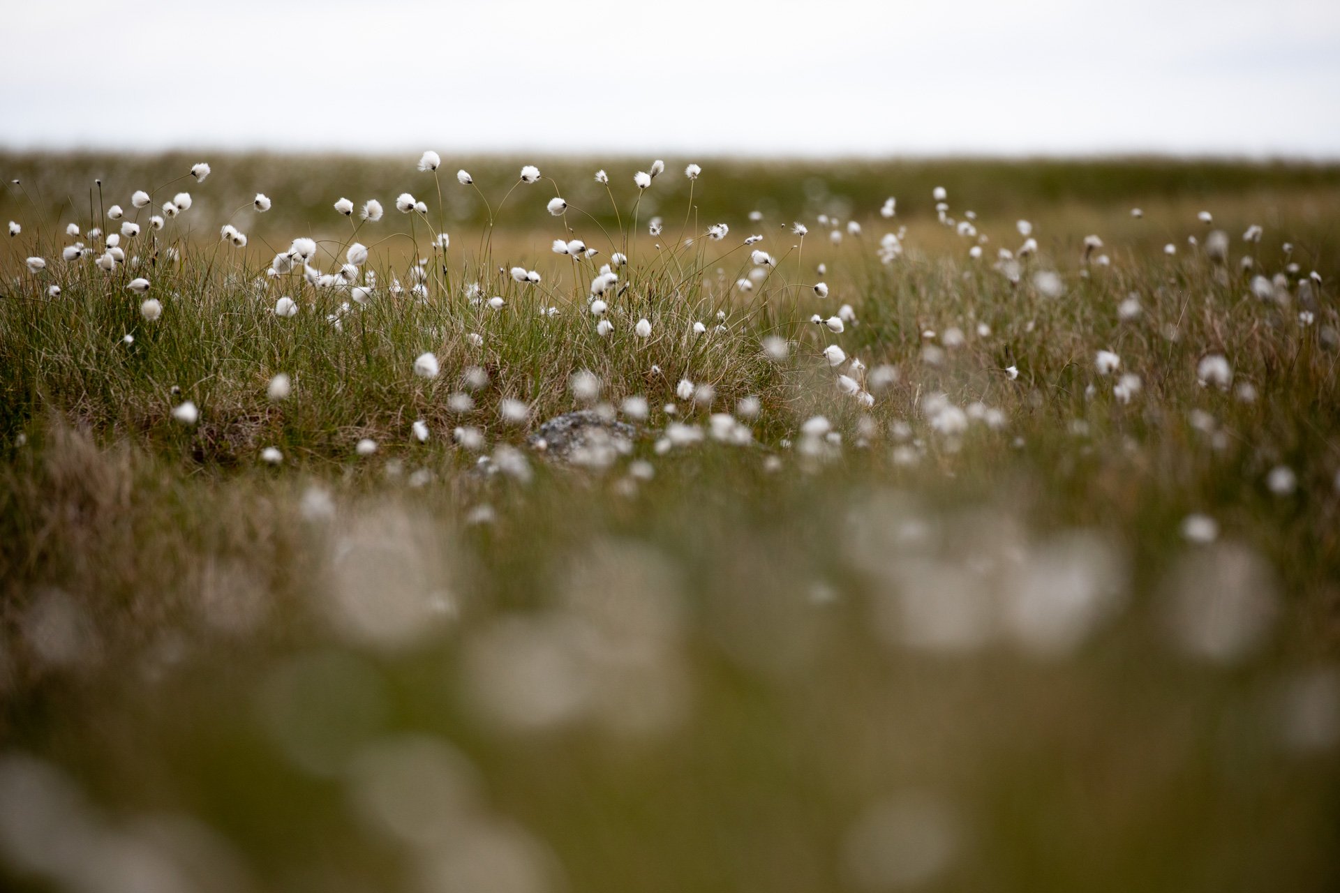Cottongrass