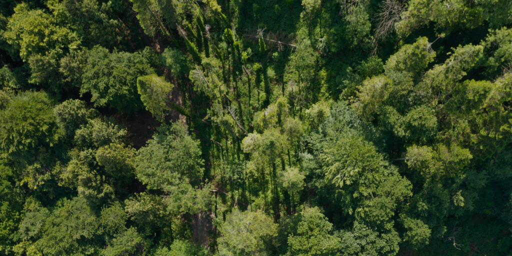 Celtic Rainforest conference highlights progress and opportunities for the future